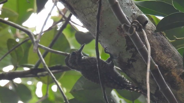 White-spotted Woodpecker - ML616437953