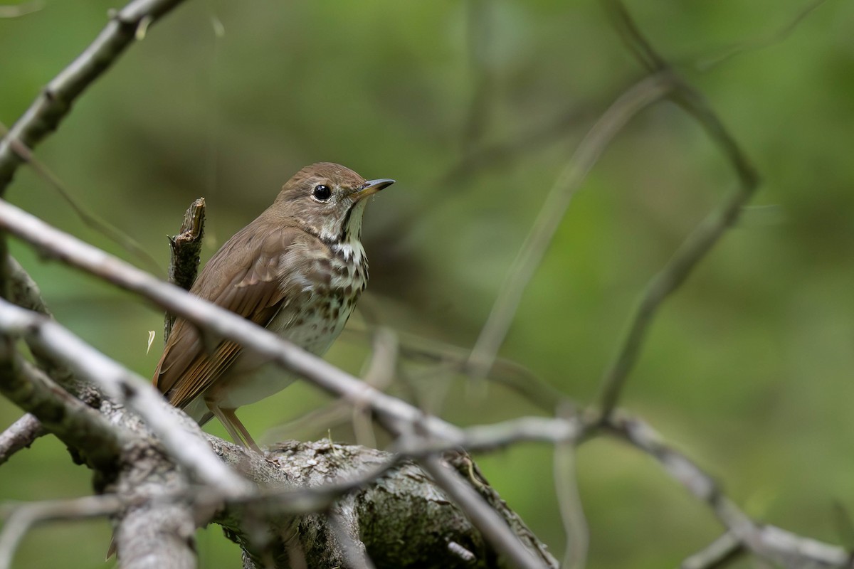 Hermit Thrush - ML616437986