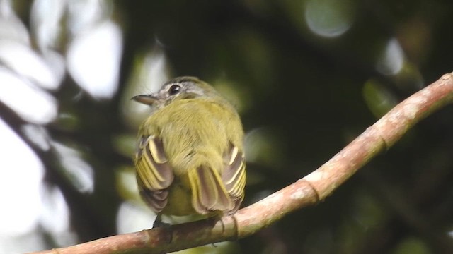 Yellow-olive Flatbill - ML616438000