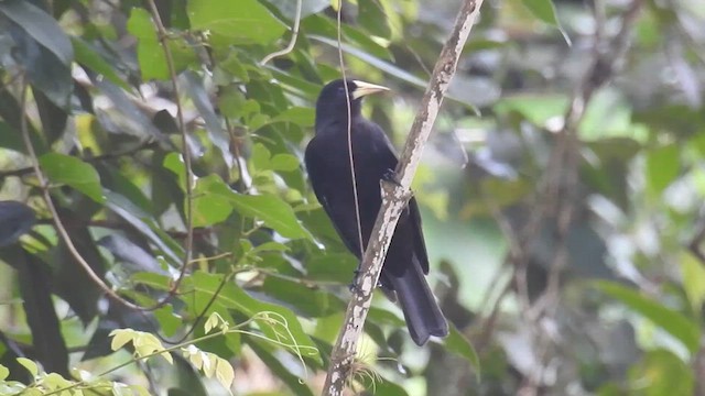 Red-rumped Cacique - ML616438068