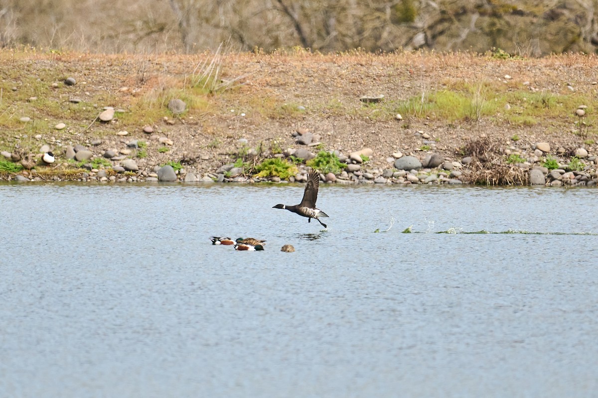 Brant (Black) - Frank Lospalluto