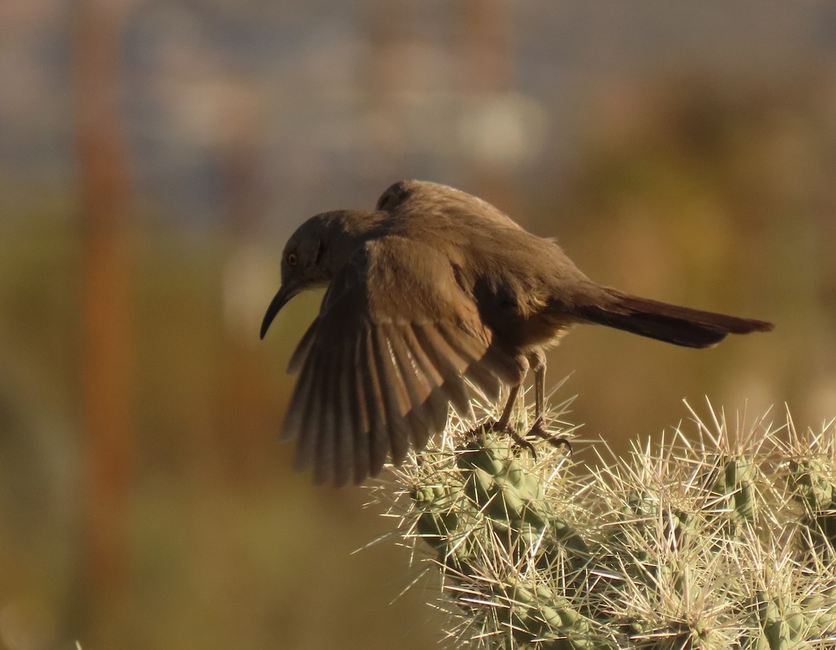 Curve-billed Thrasher (palmeri Group) - Mark Stevenson