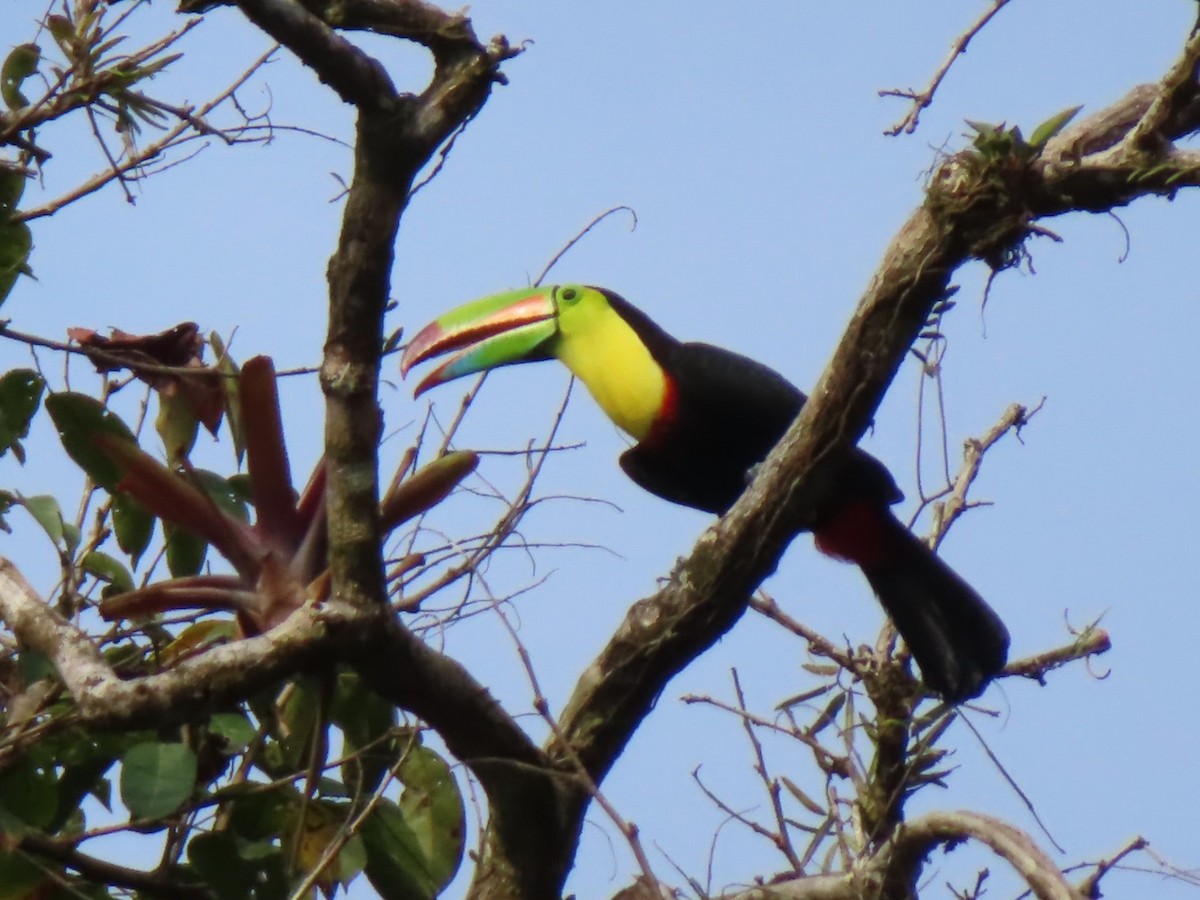 Keel-billed Toucan - Diane Wong-Kone