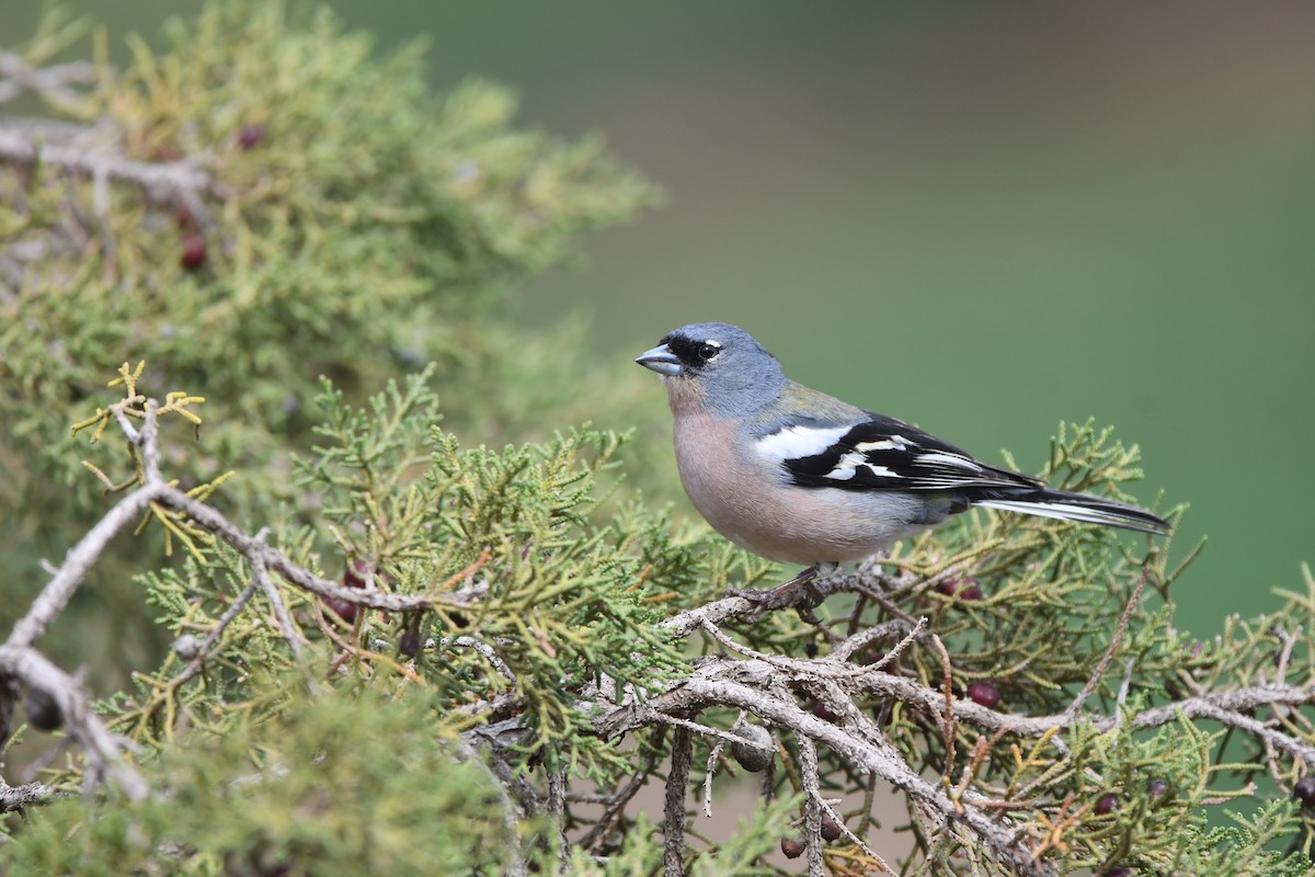 African Chaffinch - ML616438121