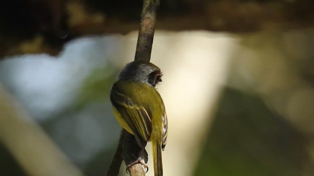 ミミグロコビトタイランチョウ - ML616438152