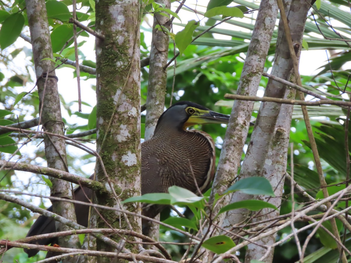 Bare-throated Tiger-Heron - Diane Wong-Kone