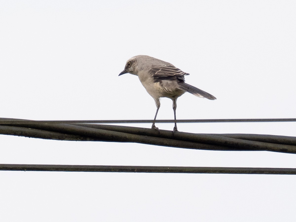 Tropical Mockingbird - Chris Fischer