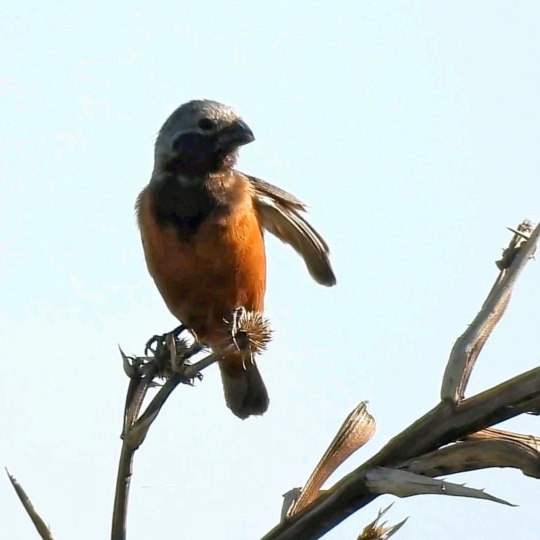 Dark-throated Seedeater - Pablo Bruni