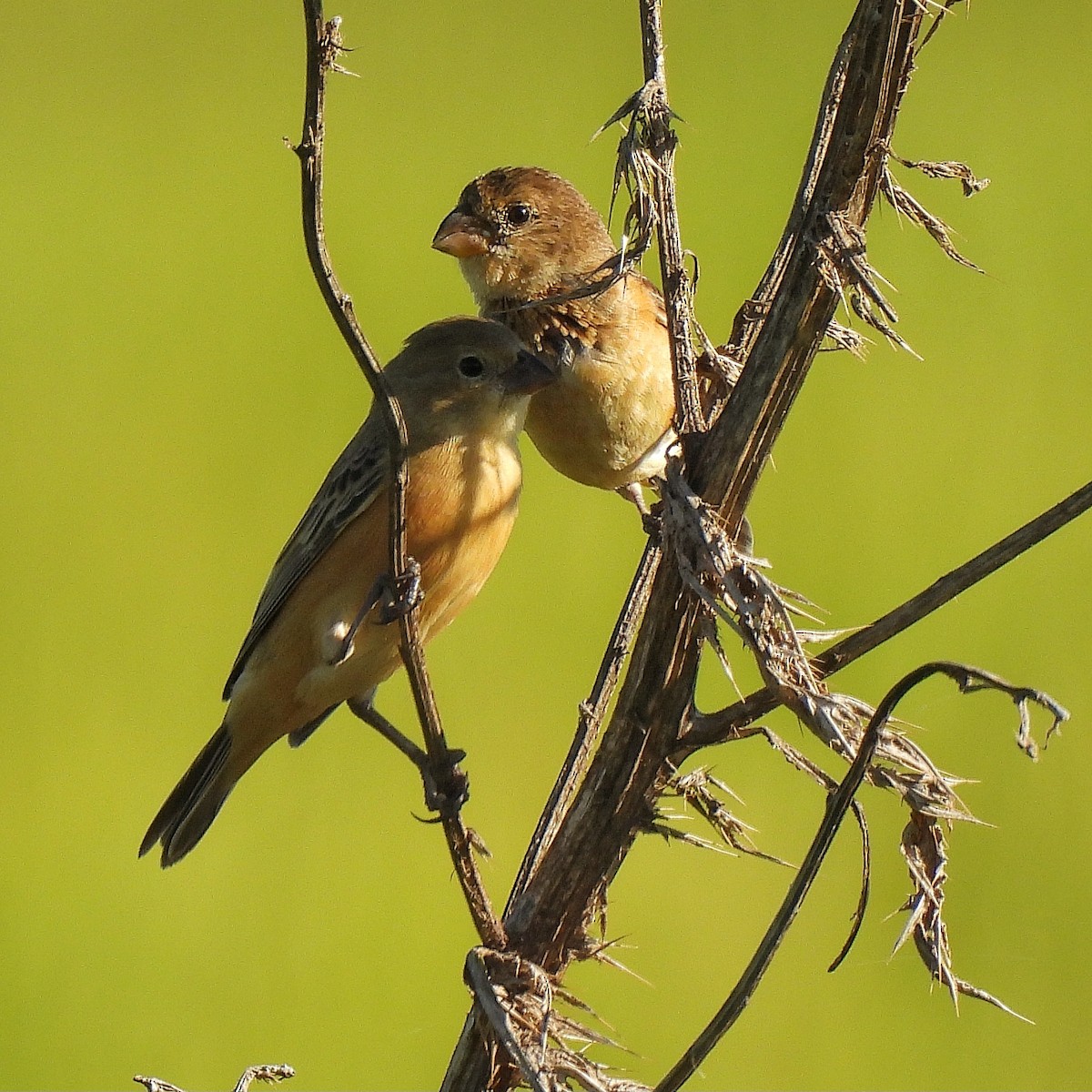 Dark-throated Seedeater - Pablo Bruni