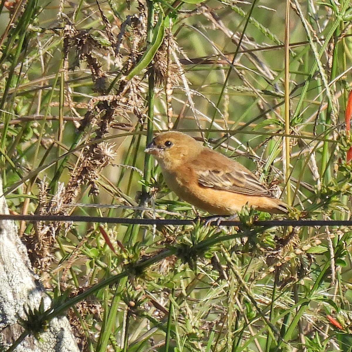 Dark-throated Seedeater - ML616438239