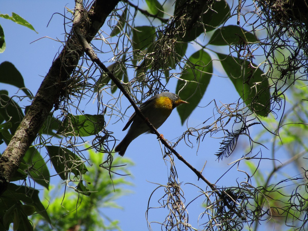 Northern Parula - Jesse Beck