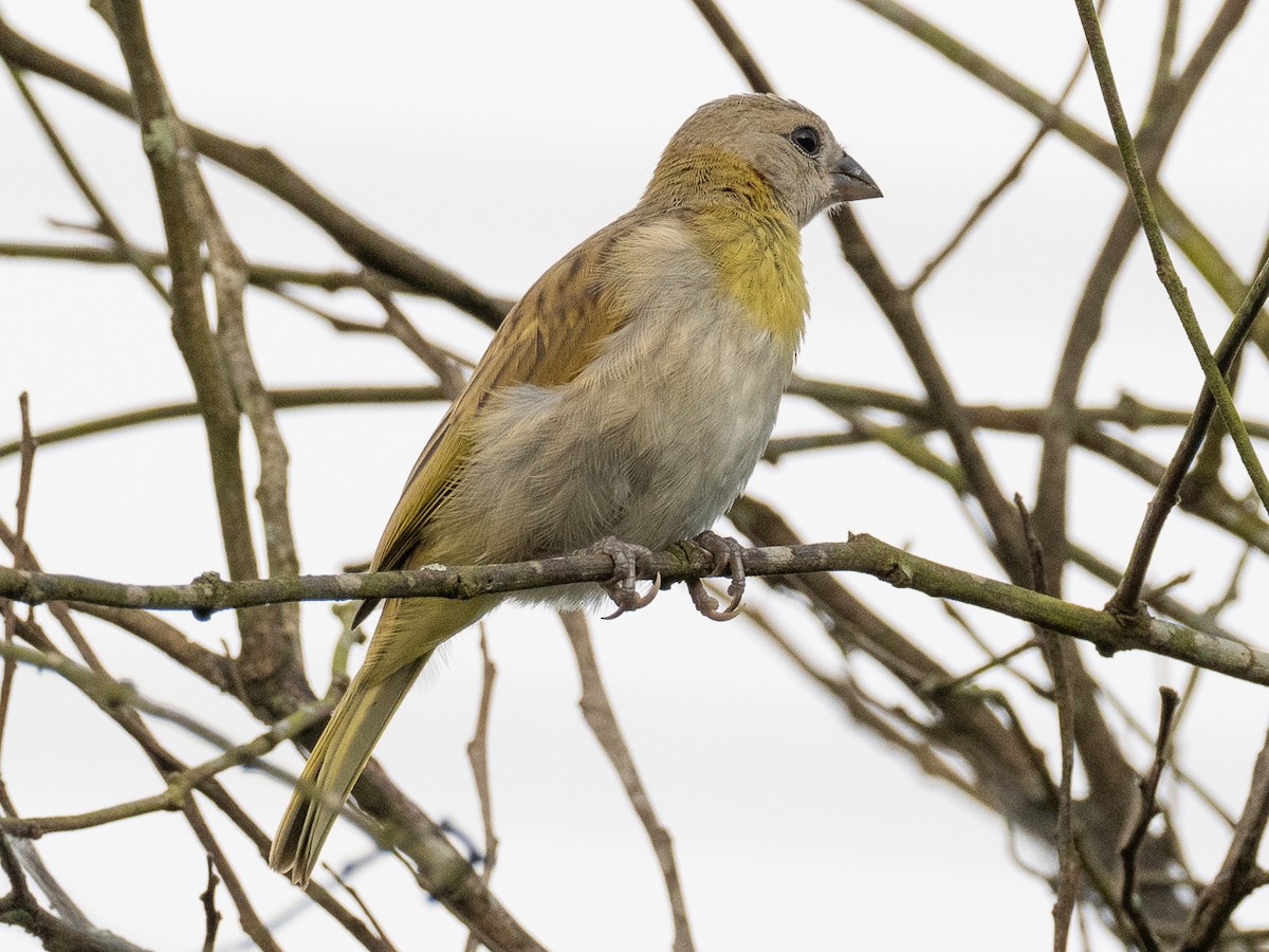 Saffron Finch - Chris Fischer