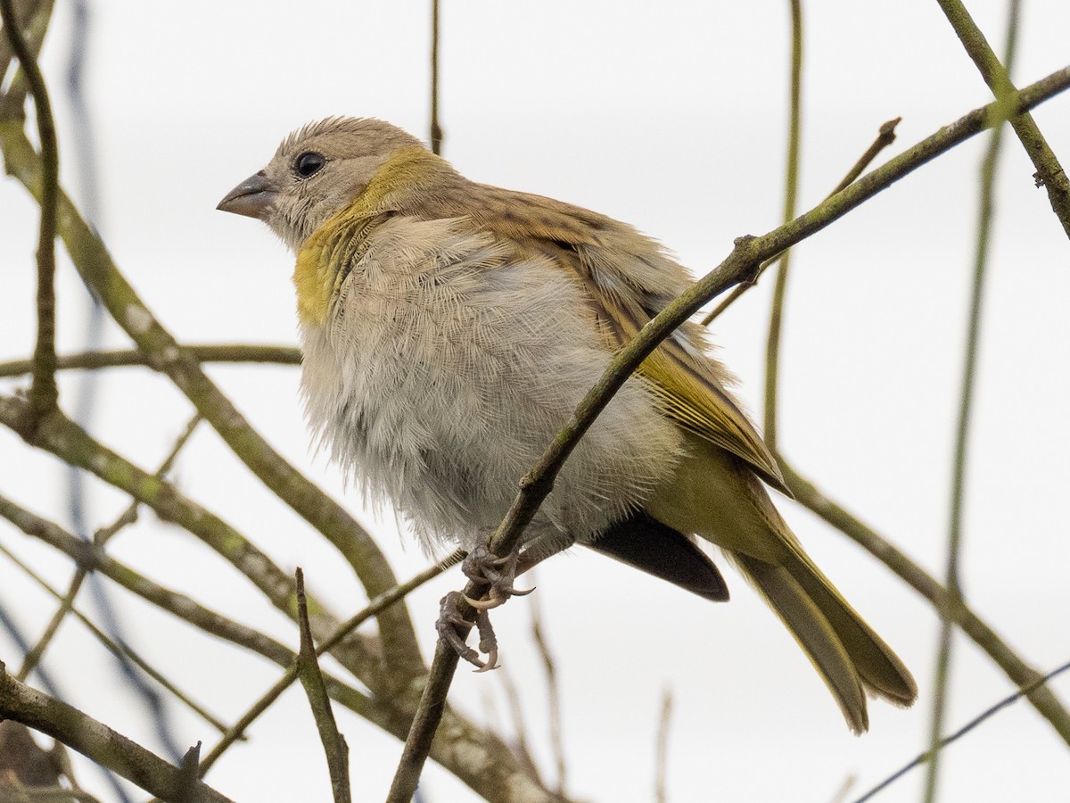 Saffron Finch - Chris Fischer