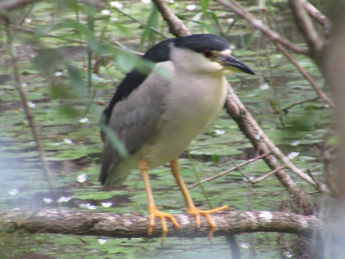 Black-crowned Night Heron - ML616438277