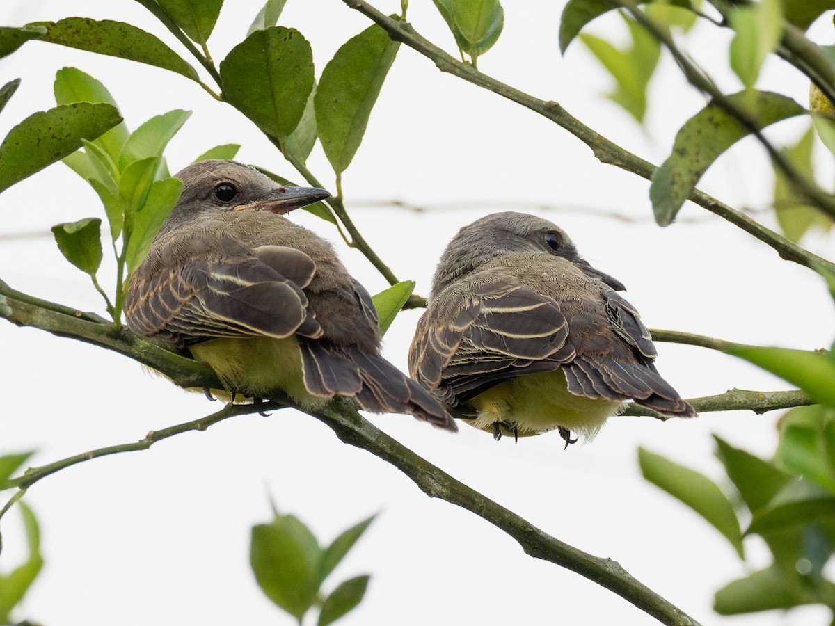 Tropical Kingbird - Chris Fischer