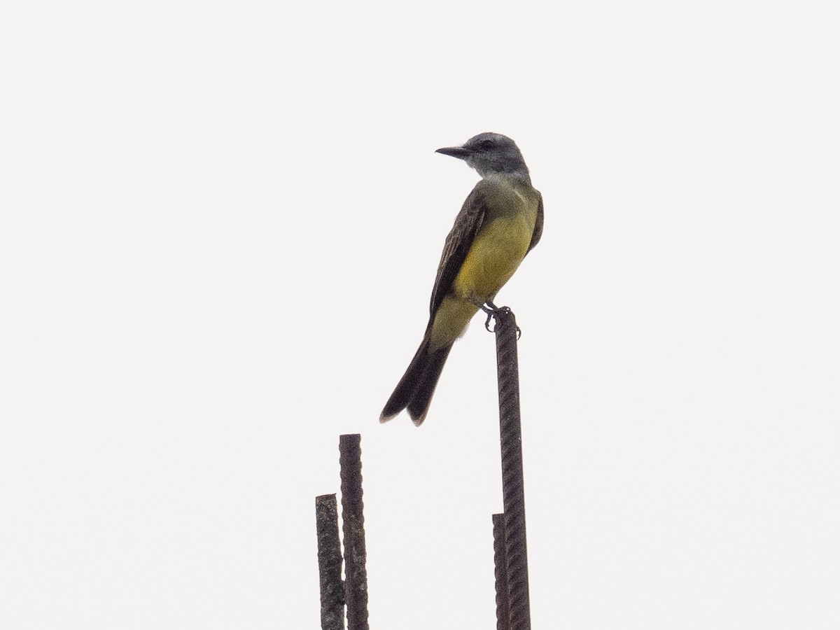 Tropical Kingbird - Chris Fischer