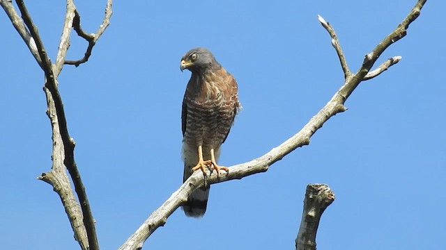 Канюк великодзьобий - ML616438315