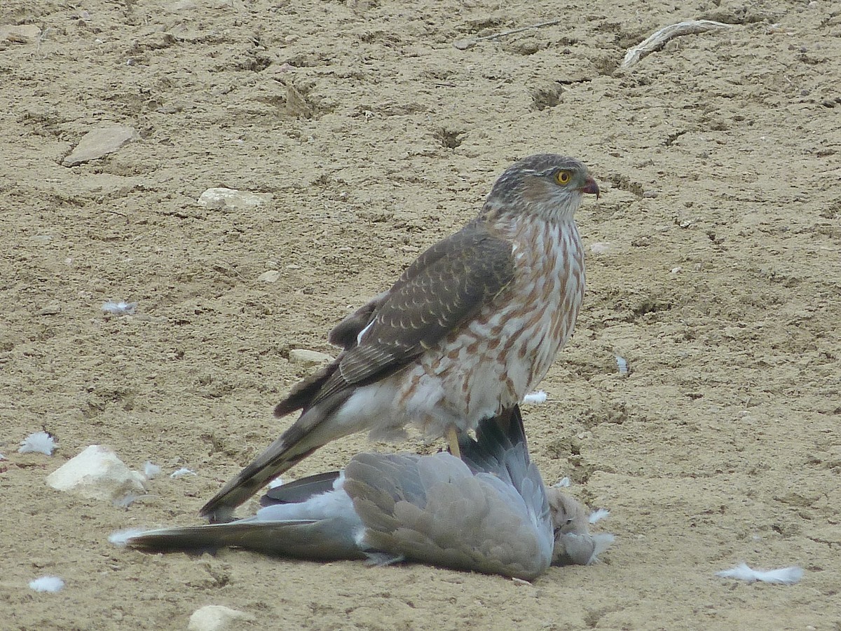 Sharp-shinned Hawk - ML616438361