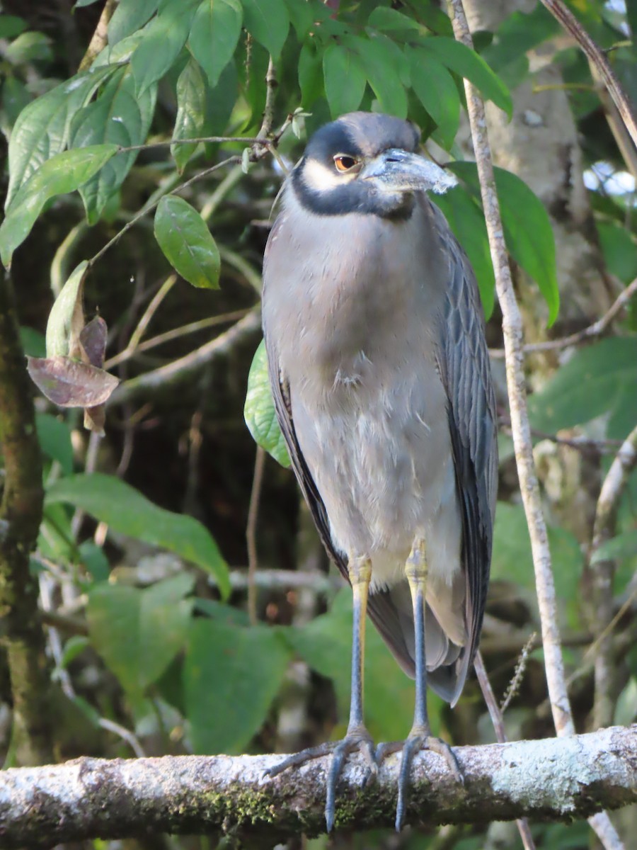 Yellow-crowned Night Heron - ML616438364