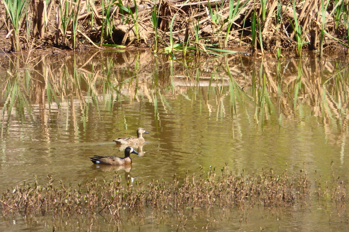 Marzaiola americana - ML616438402