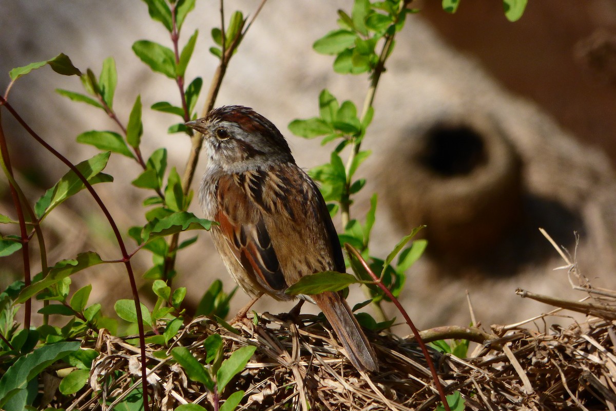 Swamp Sparrow - ML616438442