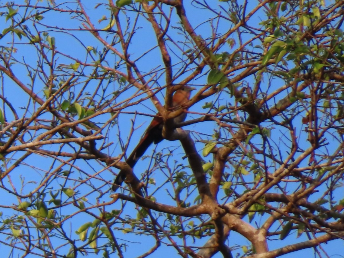 Squirrel Cuckoo - Diane Wong-Kone