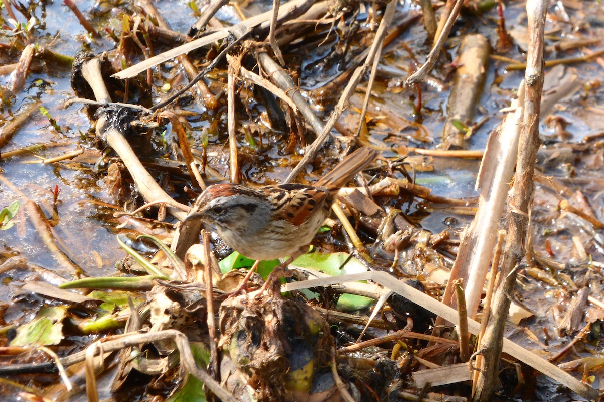 Swamp Sparrow - ML616438449