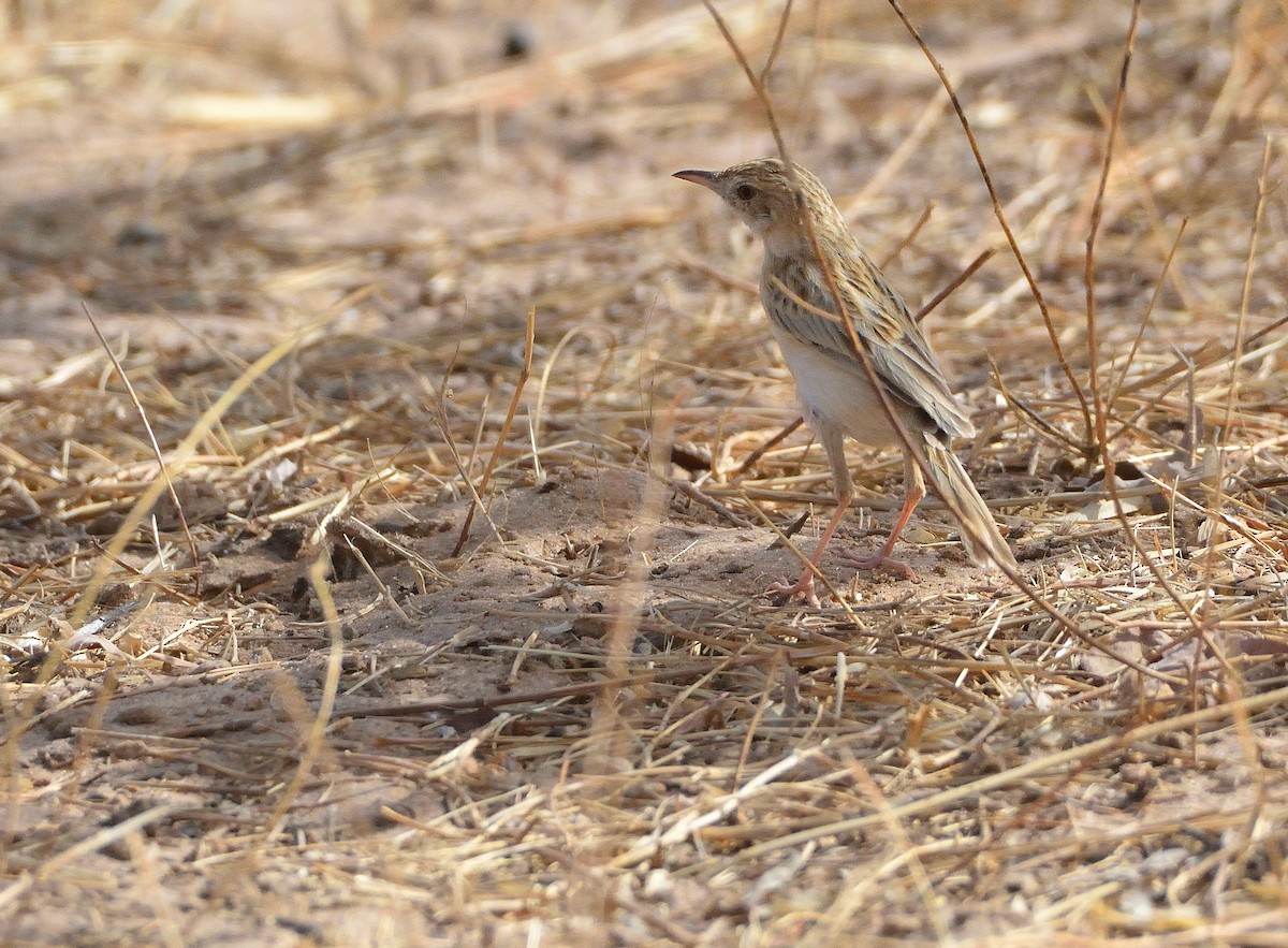 Desert Cisticola - ML616438493