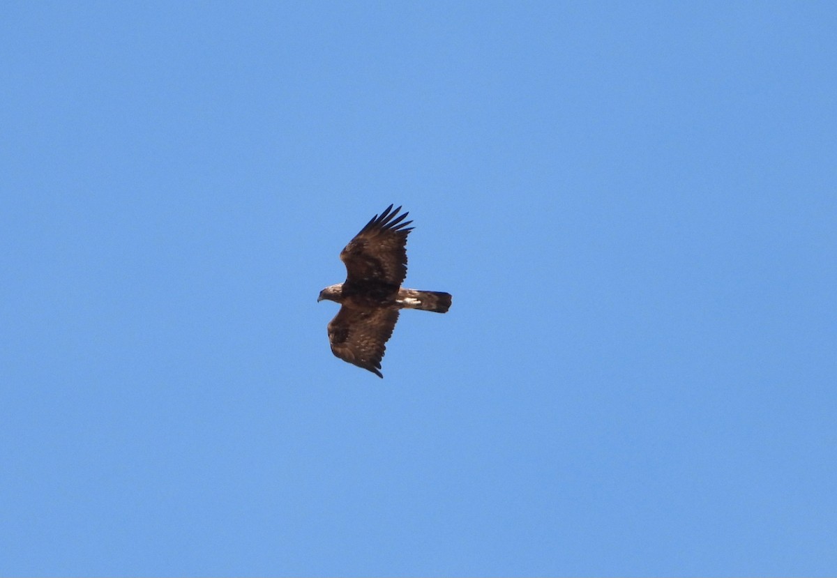 Golden Eagle - Jon Iratzagorria Garay