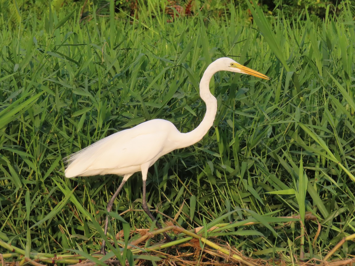 Great Egret - Diane Wong-Kone