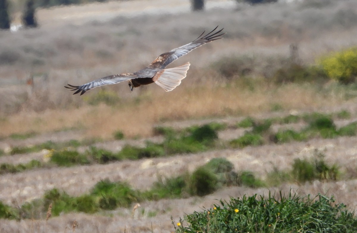 Western Marsh Harrier - ML616438505