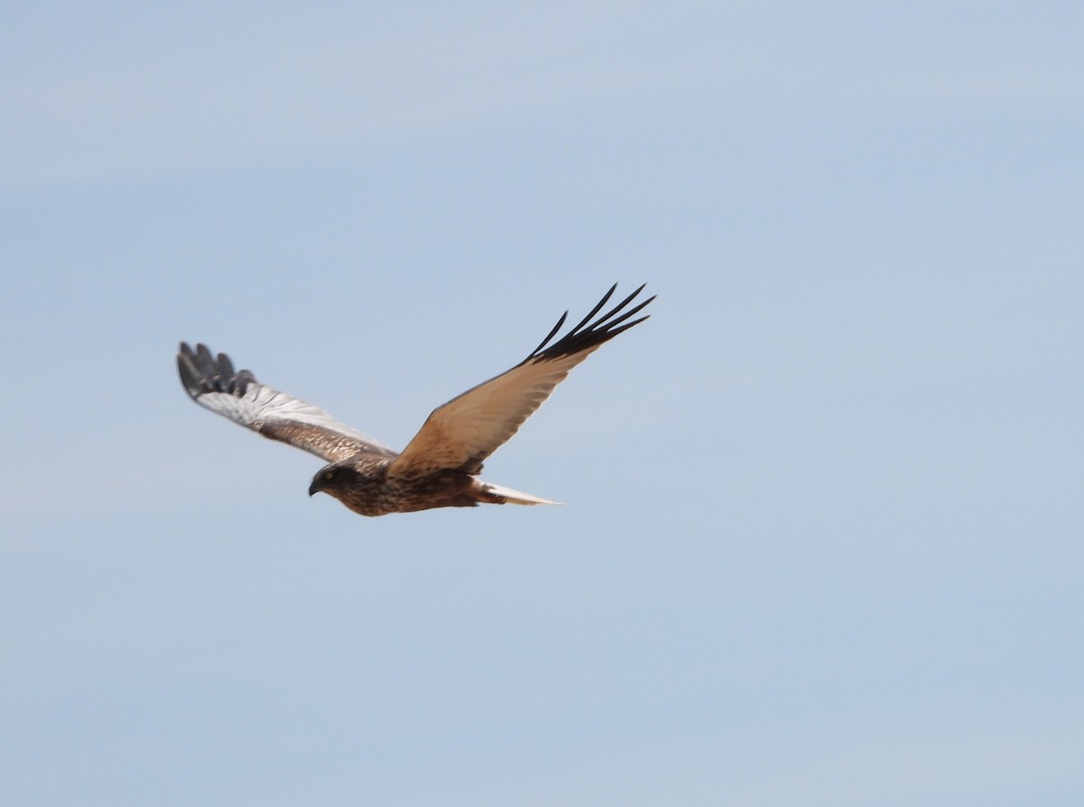 Western Marsh Harrier - ML616438506