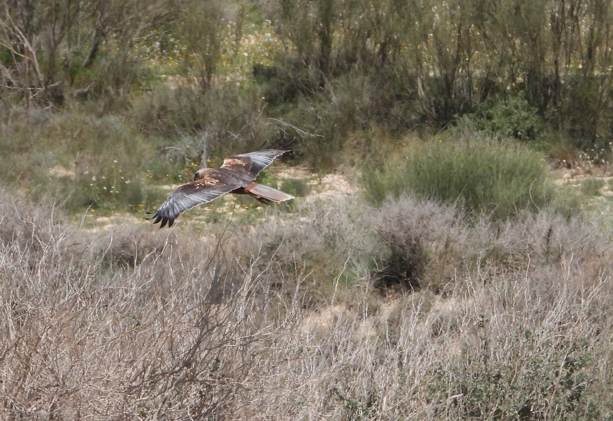 Western Marsh Harrier - ML616438507