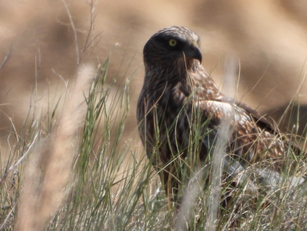 Western Marsh Harrier - ML616438508