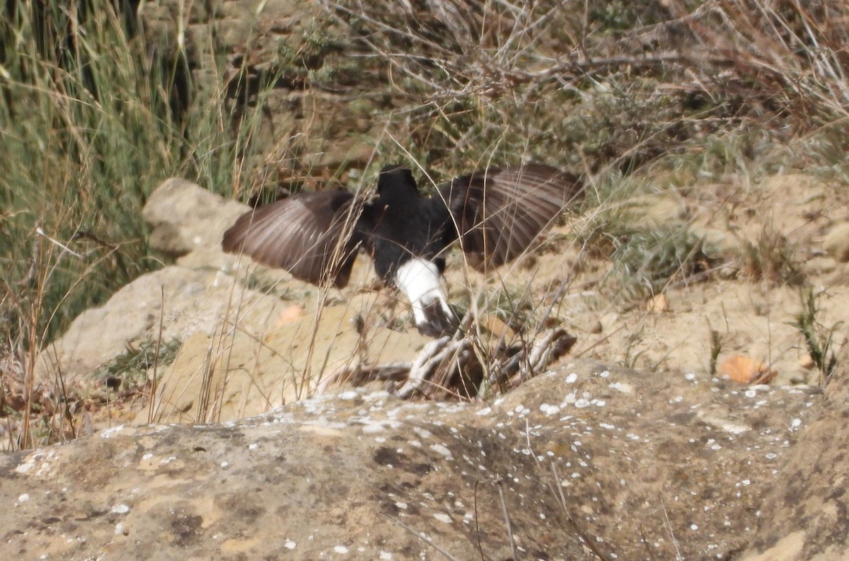 Black Wheatear - ML616438523