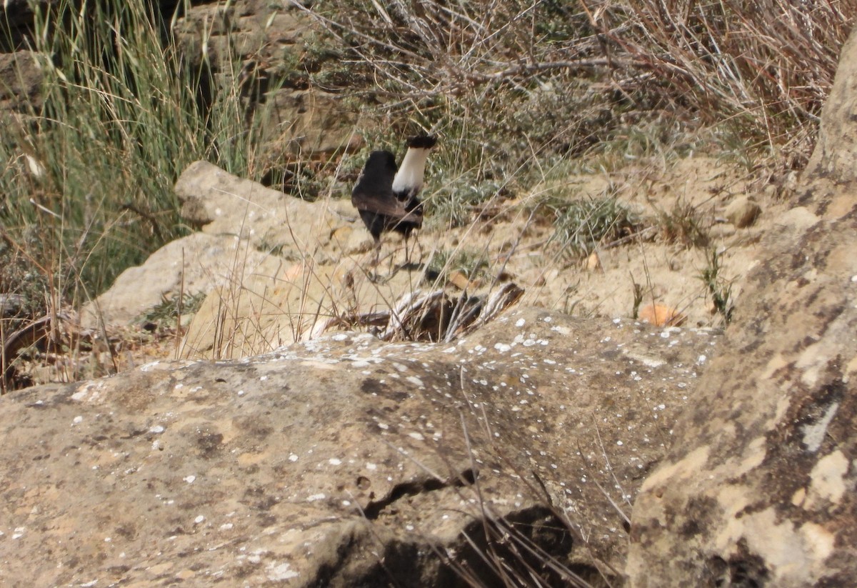 Black Wheatear - ML616438524