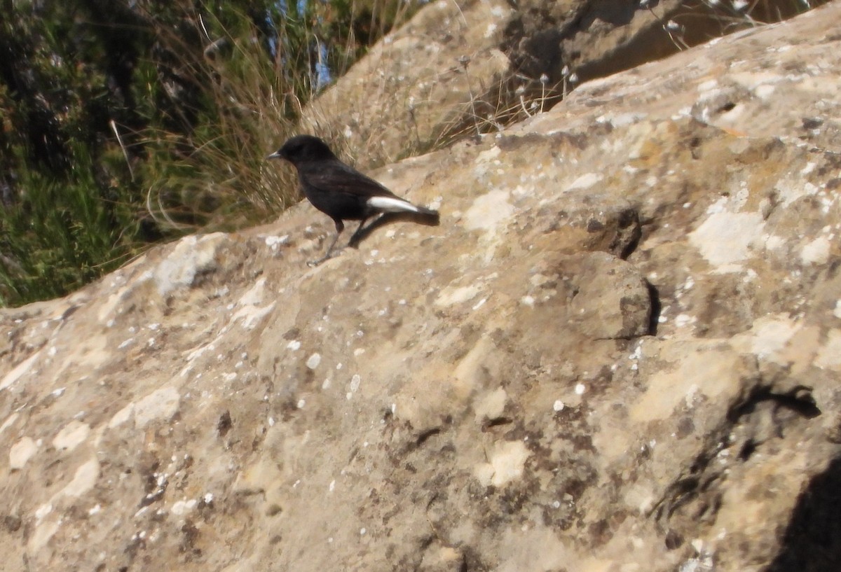 Black Wheatear - ML616438525