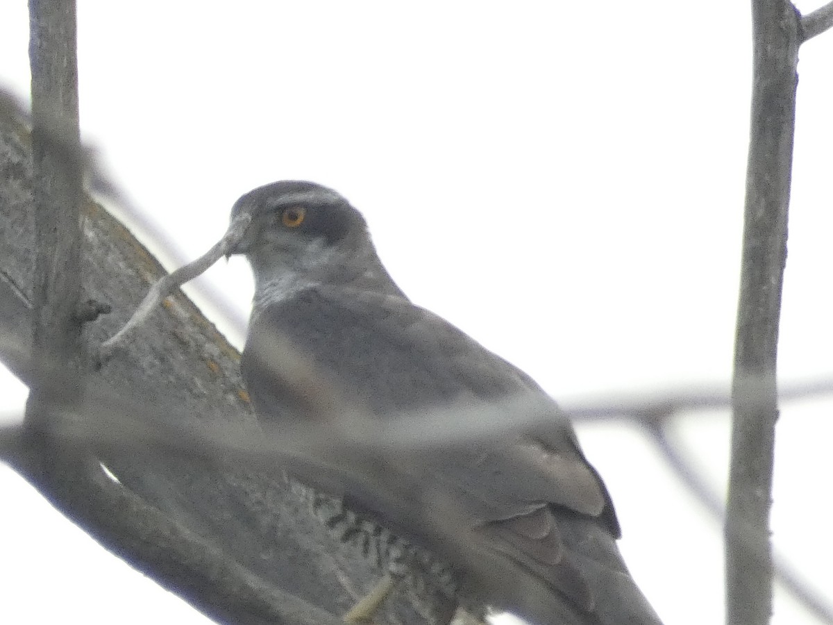 Eurasian Goshawk - ML616438528