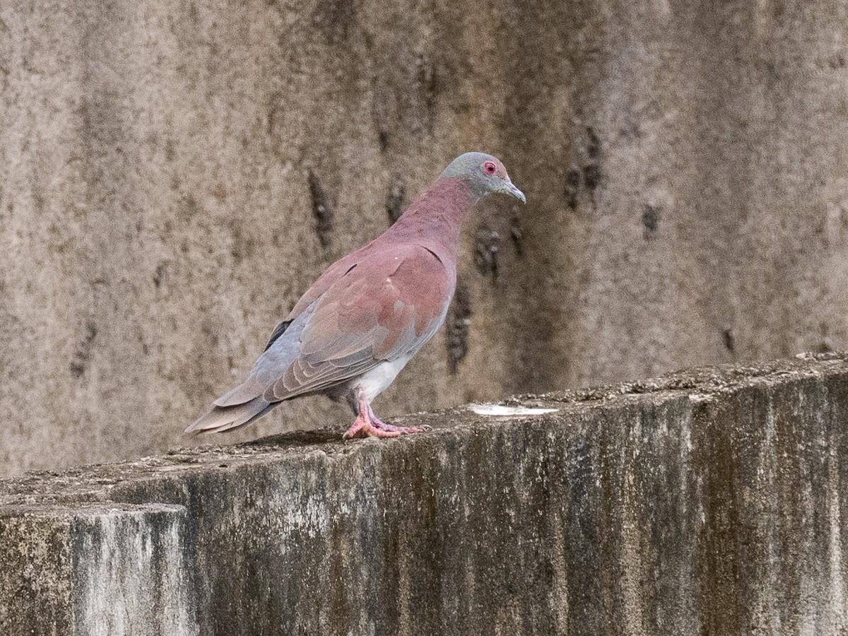 Pale-vented Pigeon - Chris Fischer