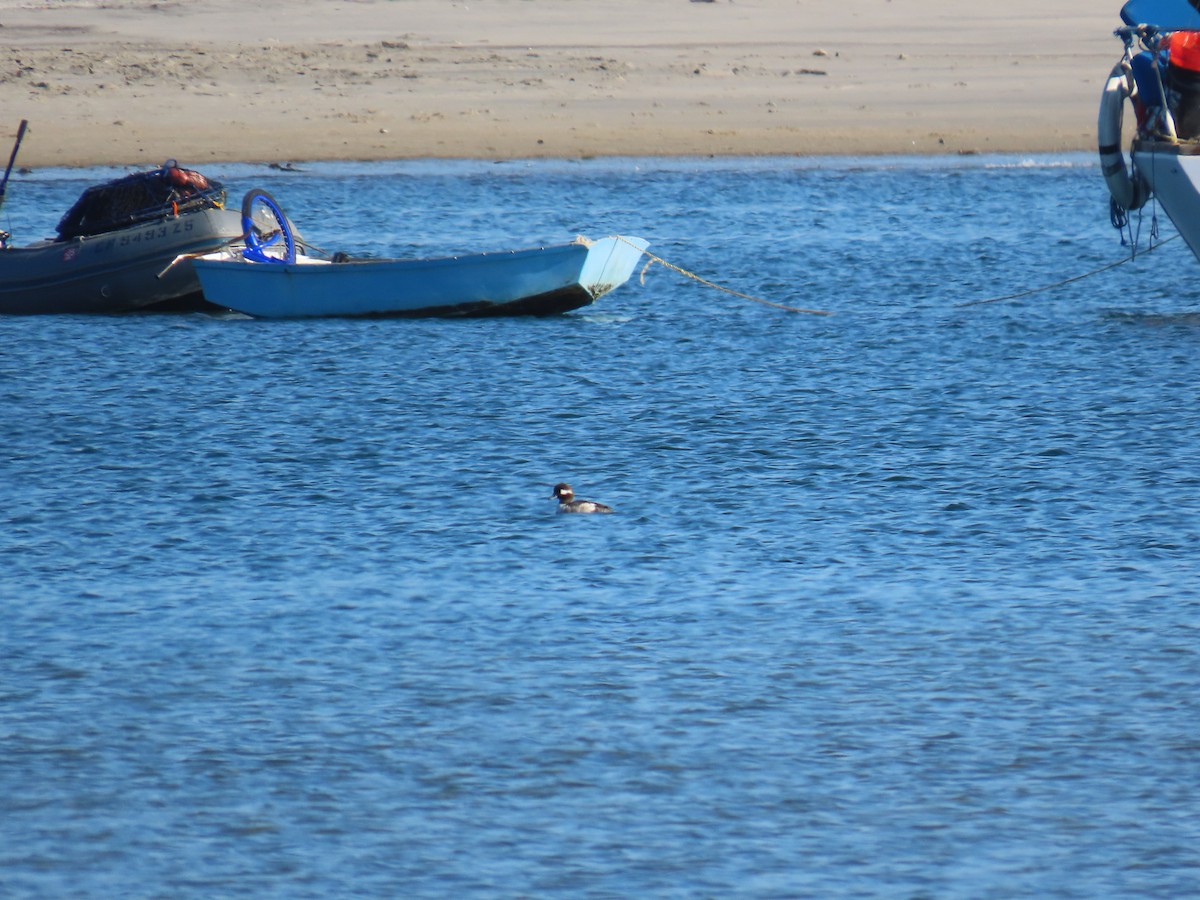 Bufflehead - ML616438542