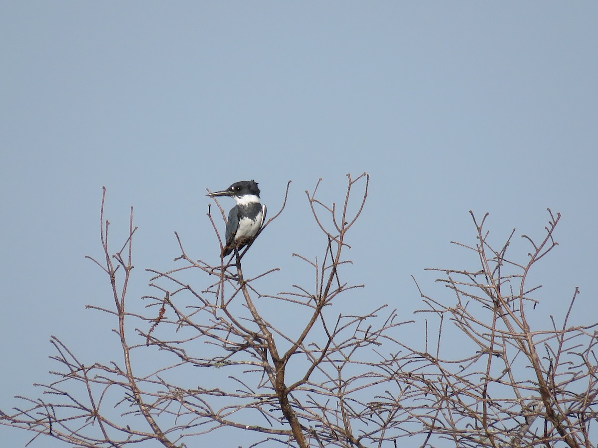 Belted Kingfisher - ML616438545