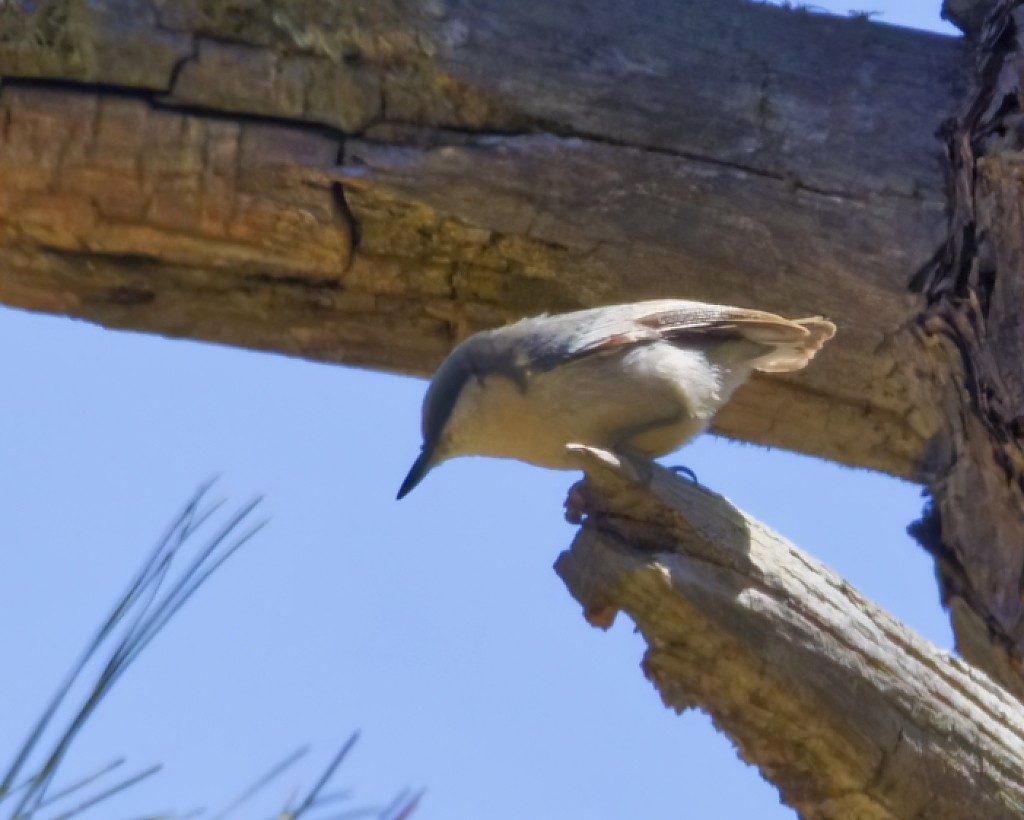 Pygmy Nuthatch - ML616438571