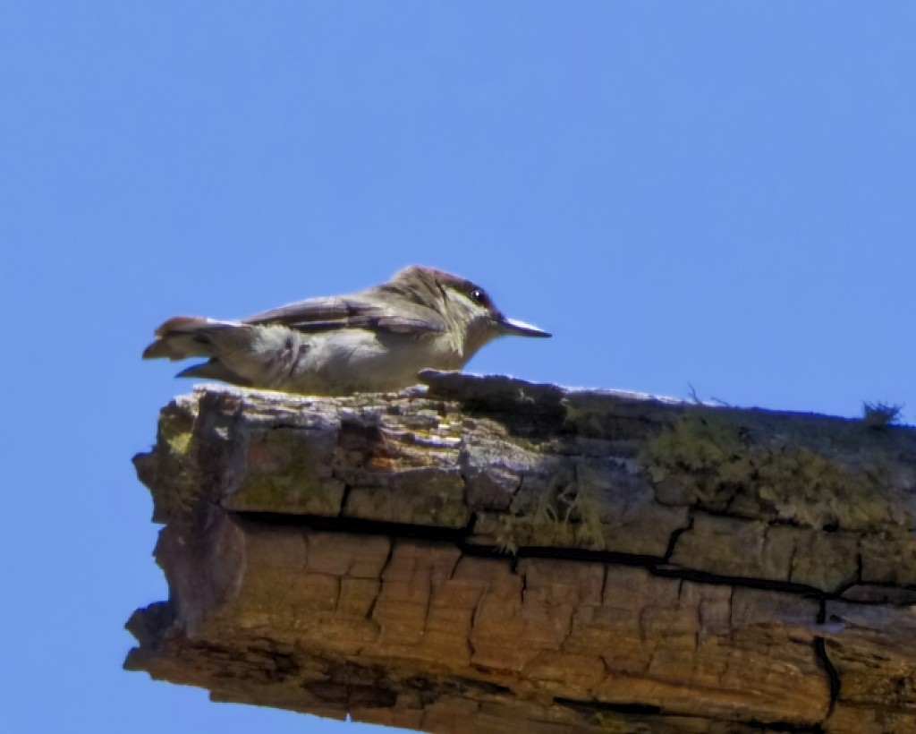 Pygmy Nuthatch - ML616438572