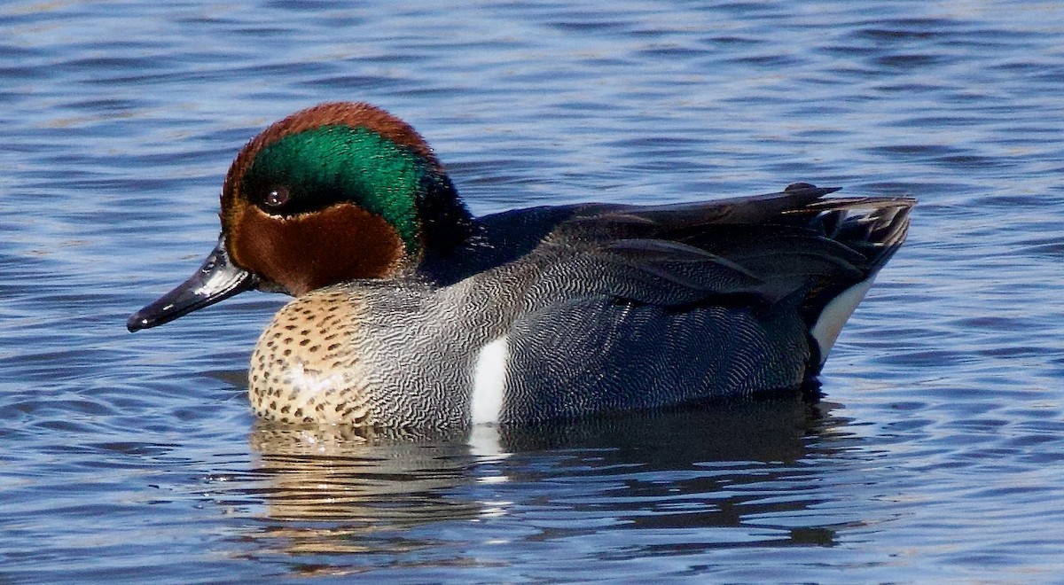 Green-winged Teal - ML616438579