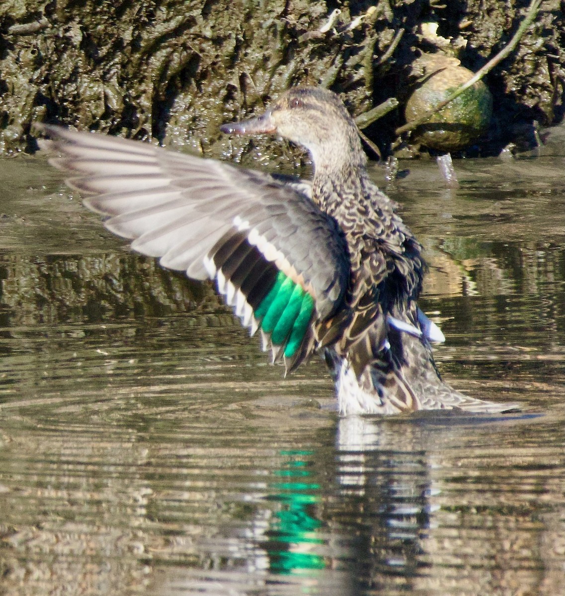 Green-winged Teal - ML616438586