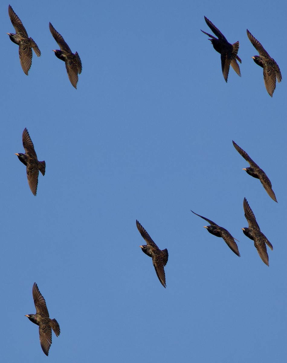 Arabazozo pikarta - ML616438595