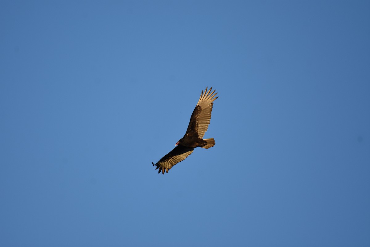 Turkey Vulture - ML616438597