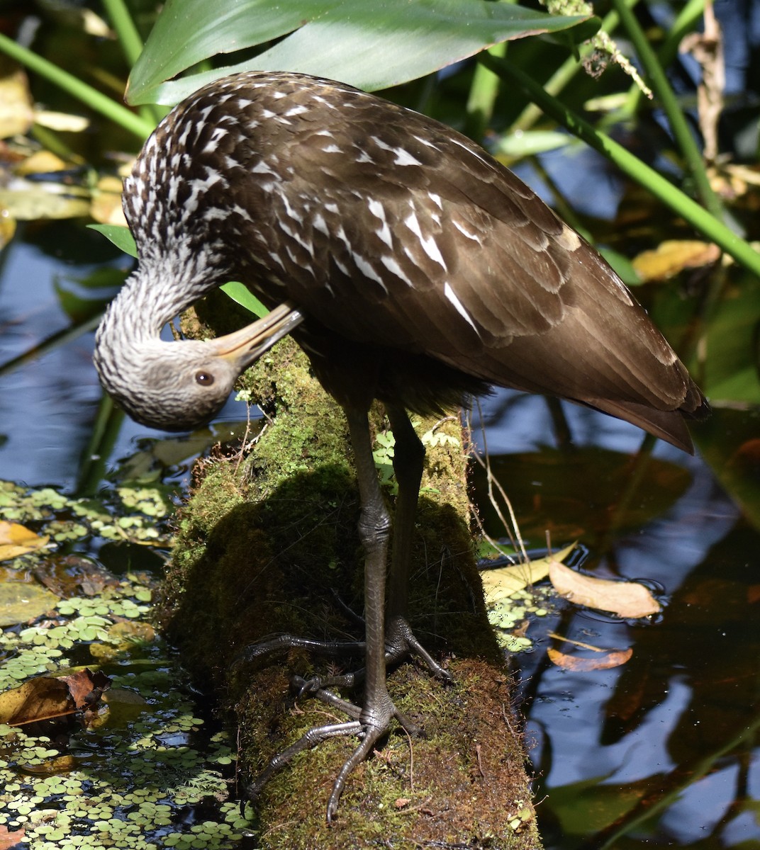 Limpkin - ML616438643