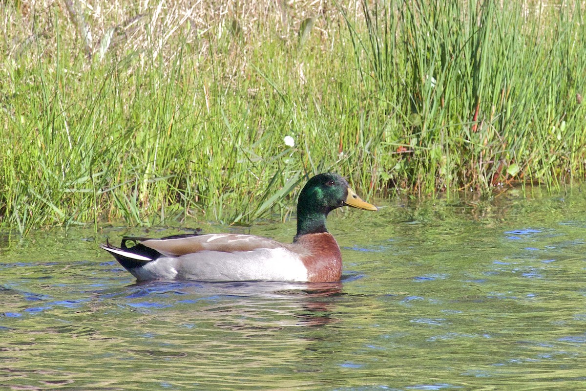 Mallard - ML616438650