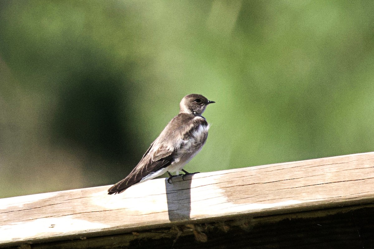 Northern Rough-winged Swallow - ML616438665